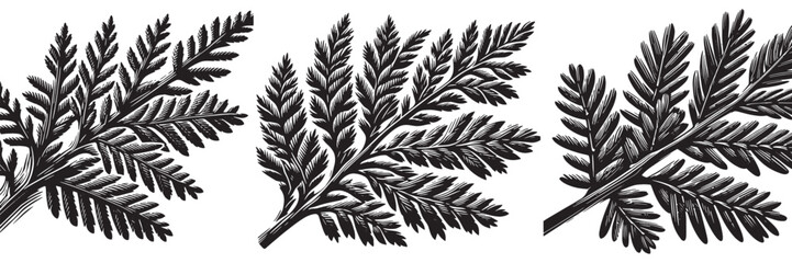 Eastern Red Cedar twig in traditional woodcut drawing, black and white botanical illustration