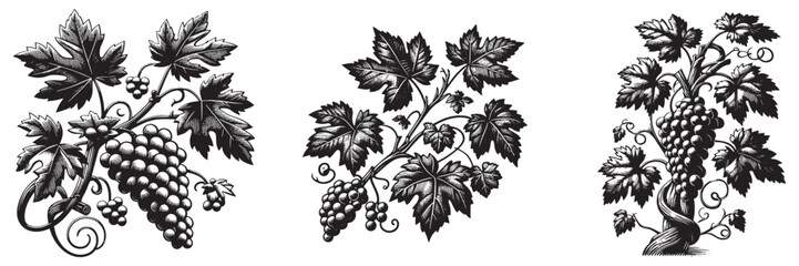 Obraz premium Grapevine plant in traditional woodcut drawing, black and white botanical illustration