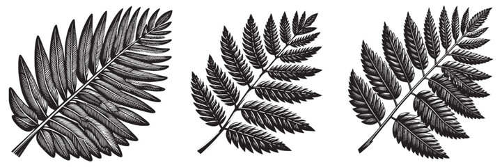 Fototapeta premium Ironwood Leaf in traditional woodcut drawing, black and white botanical illustration