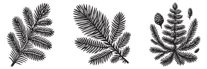 Larch Needle in traditional woodcut drawing, black and white botanical illustration
