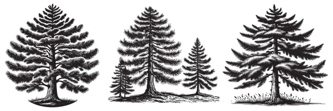 Larch tree in traditional woodcut drawing, black and white botanical illustration