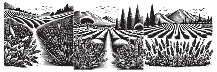 Lavender Plantation in traditional woodcut drawing, black and white botanical illustration