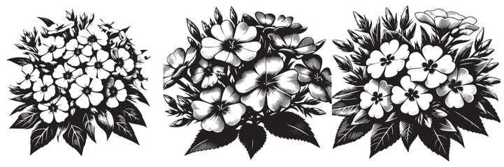 Obraz premium Phlox flower in traditional woodcut drawing, black and white botanical illustration