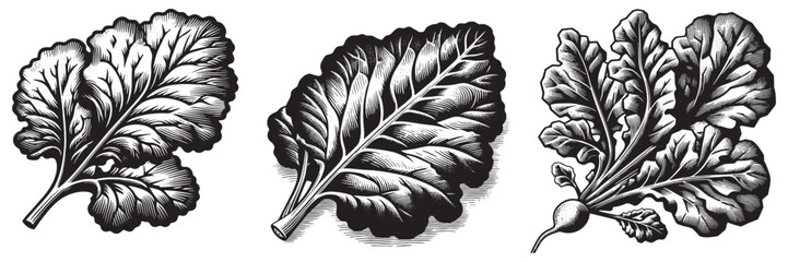 Obraz premium Radish Leaf in traditional woodcut drawing, black and white botanical illustration