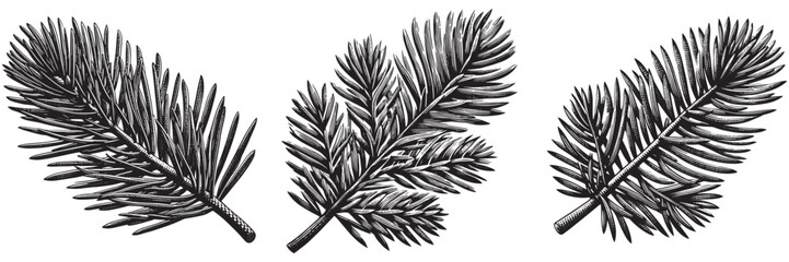 Scots Pine Needle in traditional woodcut drawing, black and white botanical illustration