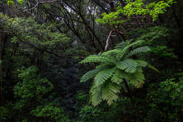 奄美大島の自然。春。新緑の季節。