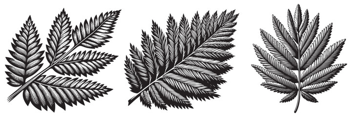 White Cedar Leaf in traditional woodcut drawing, black and white botanical illustration