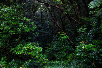 奄美大島の自然。春。新緑の季節。