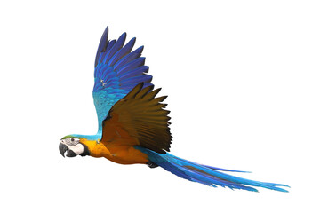 Colorful flying Blue and Gold Macaw parrot isolated on transparent background png file