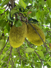 close up of green jackfruit on tree