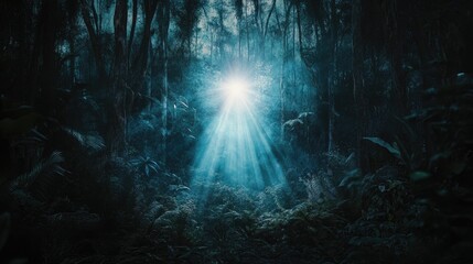 Obraz premium Sunlit path through dark, lush forest.