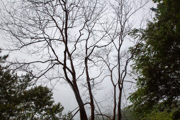 Obraz premium 奄美大島の自然。春。新緑の季節。百日紅の木。