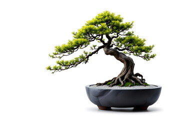 Cascade Bonsai in a Black Stone Pot