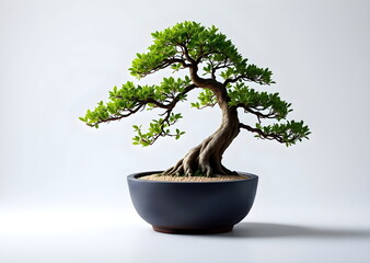Cascade Bonsai in a Black Stone Pot