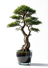 Twin-Trunk Bonsai in a Minimalist Glass Pot