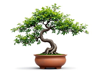 Windswept Bonsai in a Rustic Clay Pot
