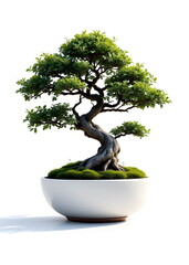 Zen Bonsai in a Minimalist Ceramic Pot