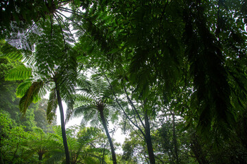 Obraz premium 奄美大島の自然、亜熱帯の森、世界自然遺産の森。