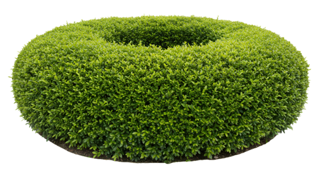 "Geometric Greens: The Art of Topiary"