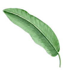 Obraz premium Banana palm leaf watercolor illustration isolated on white background. Hand drawn rainforest nature clipart, design element perfect for cards, posters, packages, banners, stationary, label logo decor