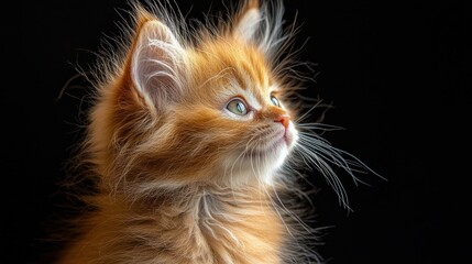 Adorable ginger kitten, profile view, fluffy fur, curious gaze