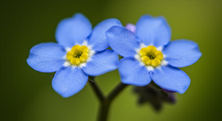 Closeup Of Two Forget-Me-Nots