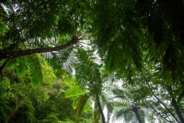 Naklejka premium 奄美大島の自然、亜熱帯の森、世界自然遺産の森。