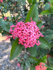 pink ixora flower in the garden