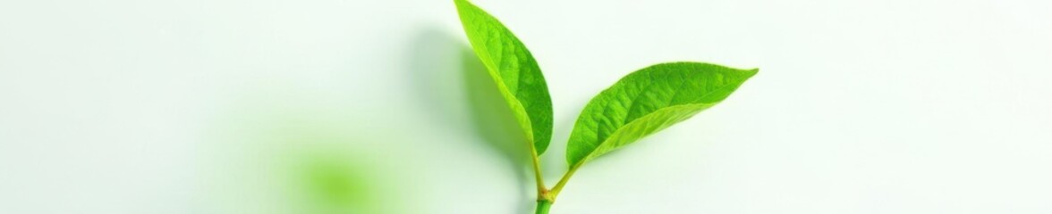 Obraz premium Detail shot of a single leafy stem on white background, simpleleaf, closeup