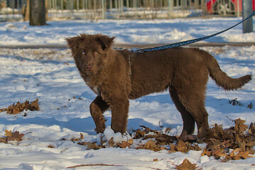A fluffy brown puppy stands in the snowy park, gazing curiously with one blue and one brown eye....