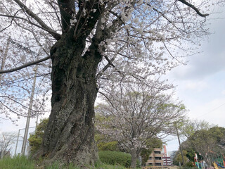 cherry blossom, cherry blossom season, Japan, Kyushu, street, spring, flowers, trees, scenery, residential, white, pink, house,