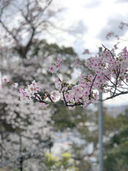 cherry blossom, cherry blossom season, Japan, Kyushu, street, spring, flowers, trees, scenery, residential, white, pink, house,