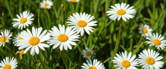 Fototapeta premium Close-up of white daisies in vibrant green grass against a bright white background, image, flora