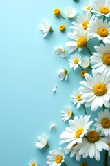 Fototapeta premium white daisies on blue background
