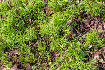green grass after wintering. Cleaning the garden