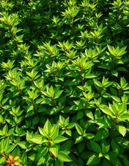 Lush green foliage thriving in vibrant sunlight, natural, organic, wallpaper