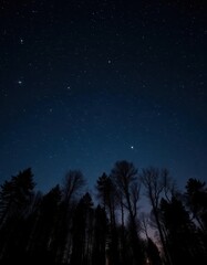 Naklejka premium Silhouetted trees stark against a starlit night sky, nature, trees, sky