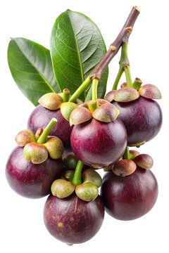 A Cluster of Ripe Mangosteens Still Attached to the Branch with Lush Green Leaves