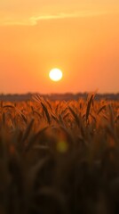 Golden sunset over a wheat field (1)
