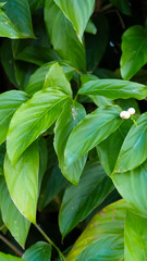 Lush green leaves with a small white flower, vibrant and tropical