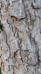Detailed tree bark, showing cracks and a rough, textured surface