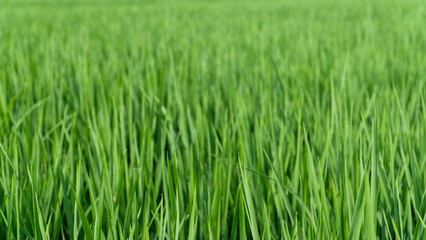 Close-up of young rice plants, fresh and verdant
