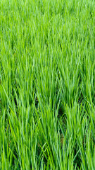 Dense growth of rice, a sea of bright green