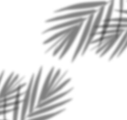 Realistic palm leaves / tropical leaves shadow overlay effect for natural lighting in mockups and product photos decoration