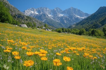 Fototapeta premium Golden Meadow Majesty: A sun-drenched meadow bursts with vibrant yellow wildflowers, cradled by majestic mountains, all under a clear blue sky, providing a breathtaking display of natural beauty.