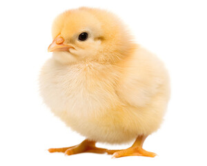 Obraz premium A tiny chick, fluffy and golden, taking its first steps into the world, a symbol of new beginnings and springtime hope, against a bright white background.