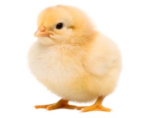A tiny chick, fluffy and golden, taking its first steps into the world, a symbol of new beginnings and springtime hope, against a bright white background.