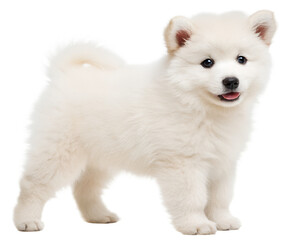 Obraz premium A fluffy white puppy, a symbol of pure joy and innocent charm, stands against a bright white background, showcasing its adorable features and playful spirit.
