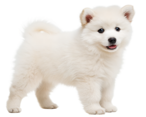 A fluffy white puppy, a symbol of pure joy and innocent charm, stands against a bright white background, showcasing its adorable features and playful spirit.