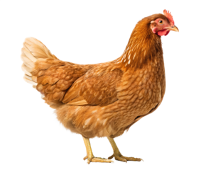 A majestic Rhode Island Red hen stands proudly, showcasing its rich, warm auburn feathers against a bright white background.